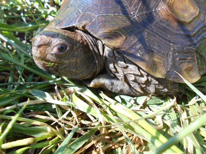 Young Adult Male Brown Mountain Tortoise