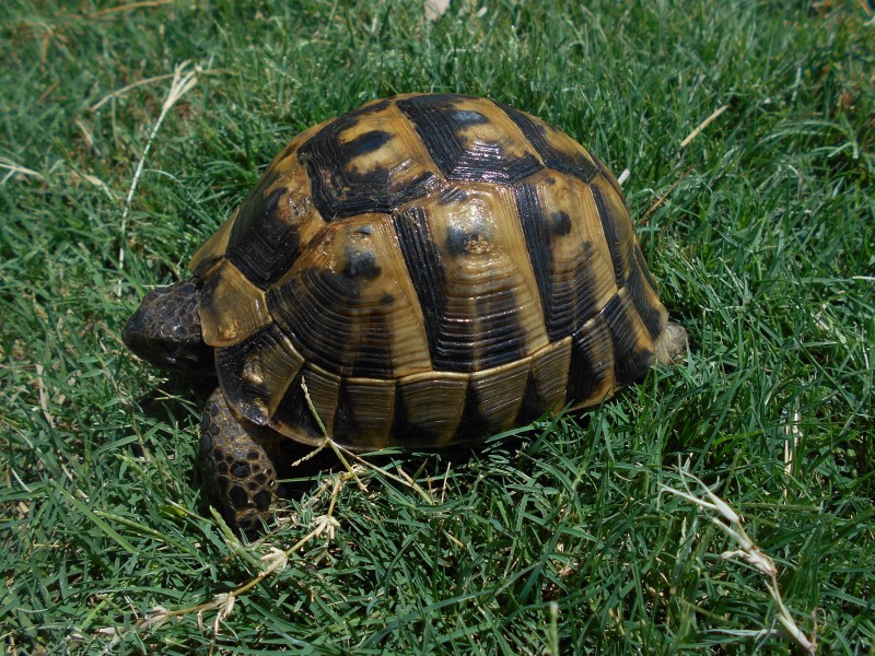 Adult Male Southern Ibera Greek Tortoises
