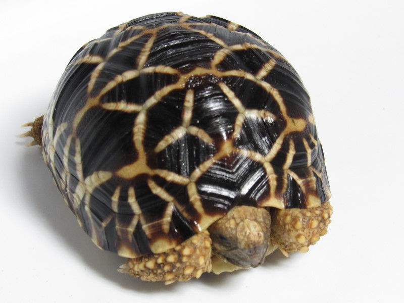 Yearling Burmese Star Tortoises
