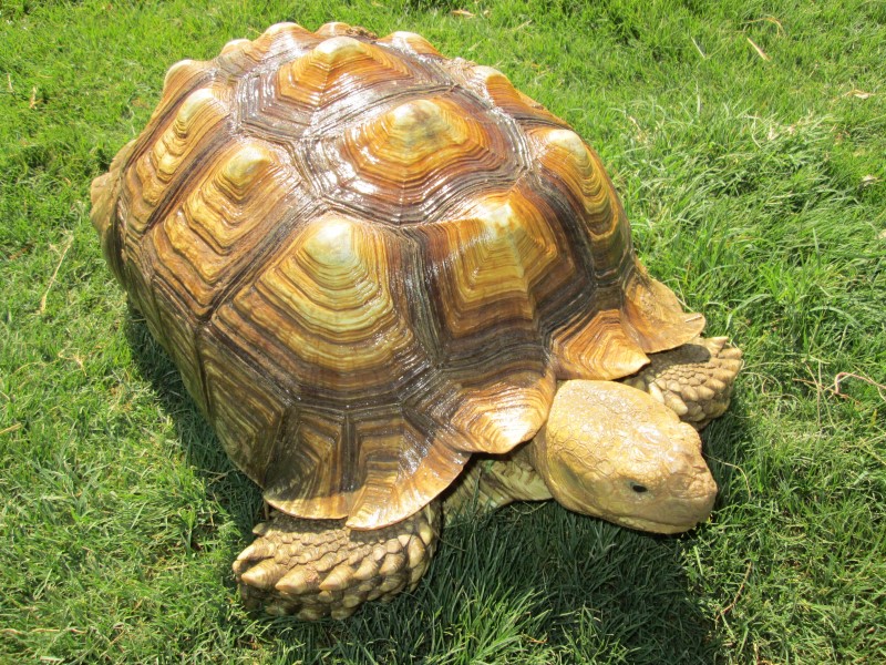 Adult Female Sulcata Tortoise
