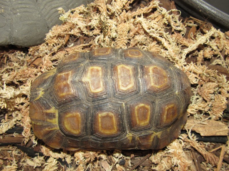Adult Male Western Hingeback Tortoise