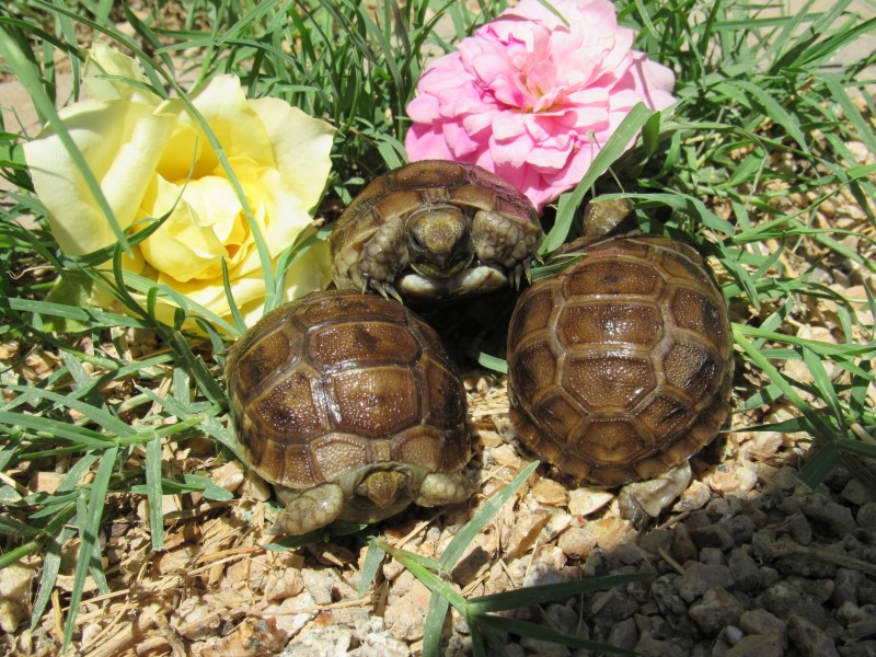 Buxton&#039;s Greek Tortoise Hatchlings