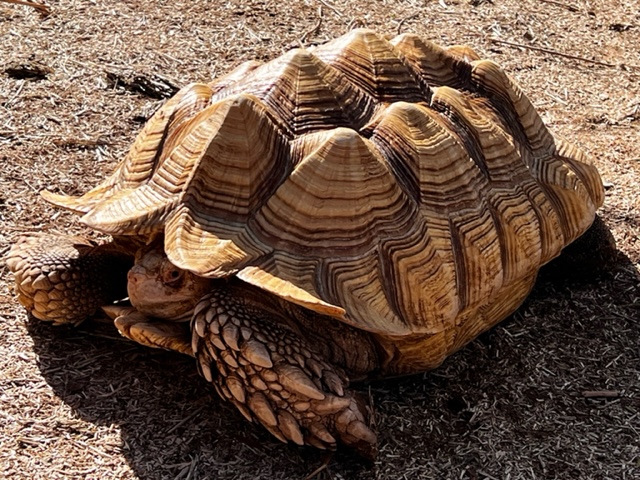 Adult Male Ivory Sulcata Tortoise