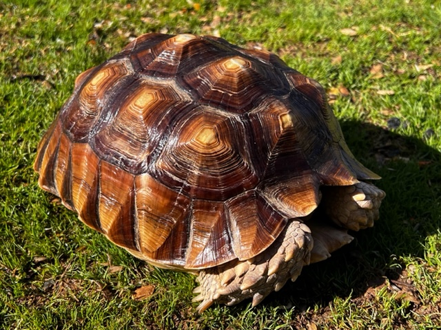 Juvenile Sulcata Tortoises