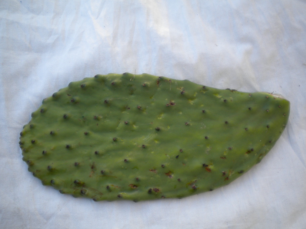 Opuntia (prickly pear) Cactus Pads