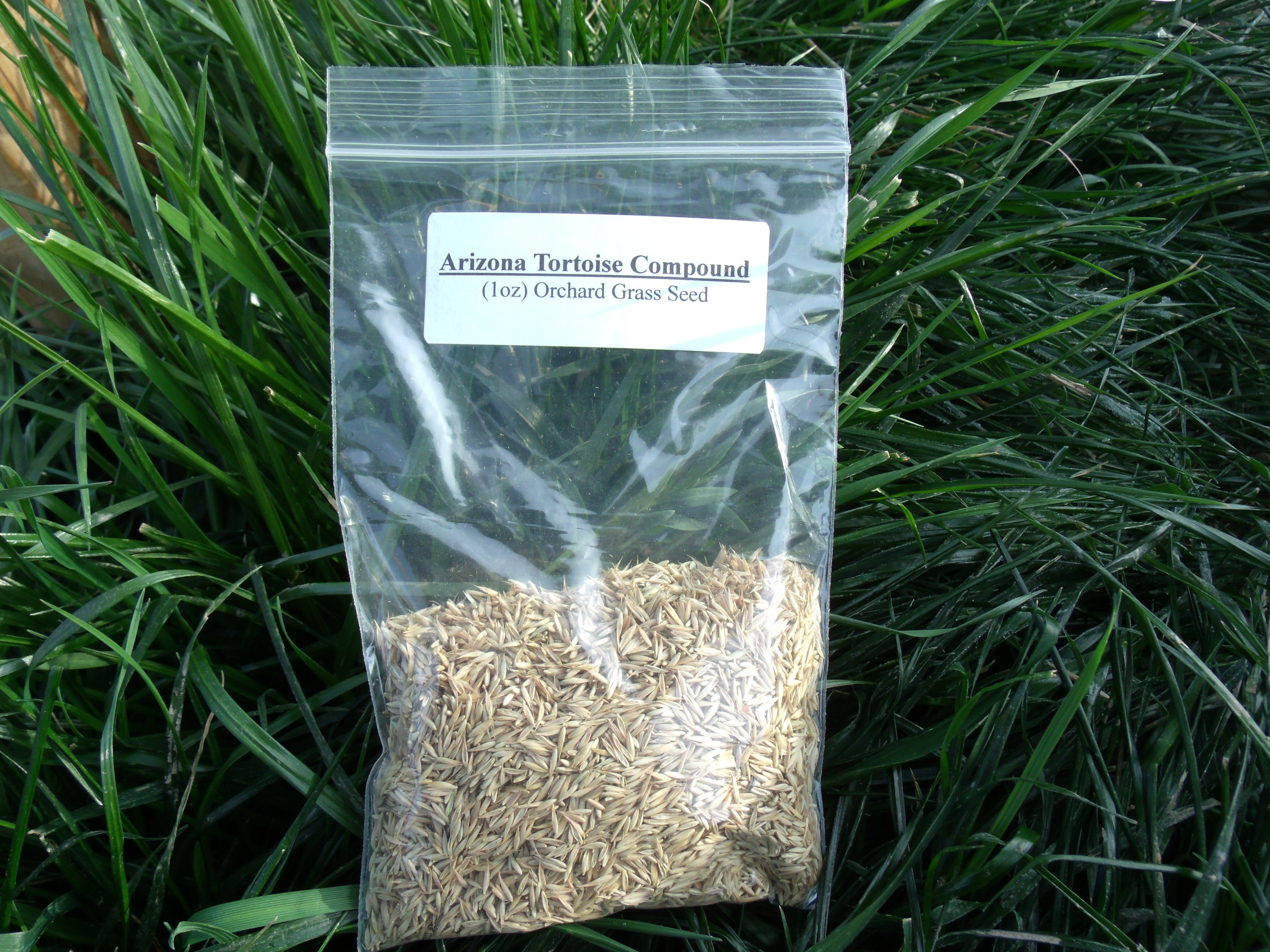 Orchard Grass Seed