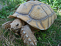 Adult Male Sulcata Tortoises