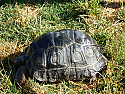 14 inch Aldabra Tortoise