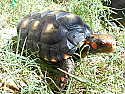 Adult Male Cherryhead Tortoises