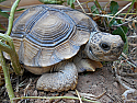 Adult Male Chaco Tortoise