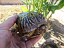 Adult Male Ornate Box Turtles