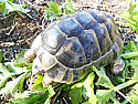 Adult Male Northern Ibera Greek Tortoises