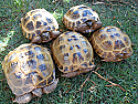 Young Adult Russian Tortoise Breeding Group