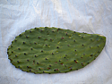 Opuntia (prickly pear) Cactus Pads