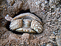 2022 Sulcata Tortoise Hatchling