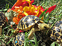 Burmese Star Tortoise Hatchlings