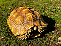 Juvenile Ivory Sulcata Tortoise