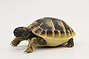 2022 Hermann's Tortoise Hatchlings