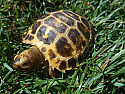 2022 Forsten's Tortoise Hatchlings